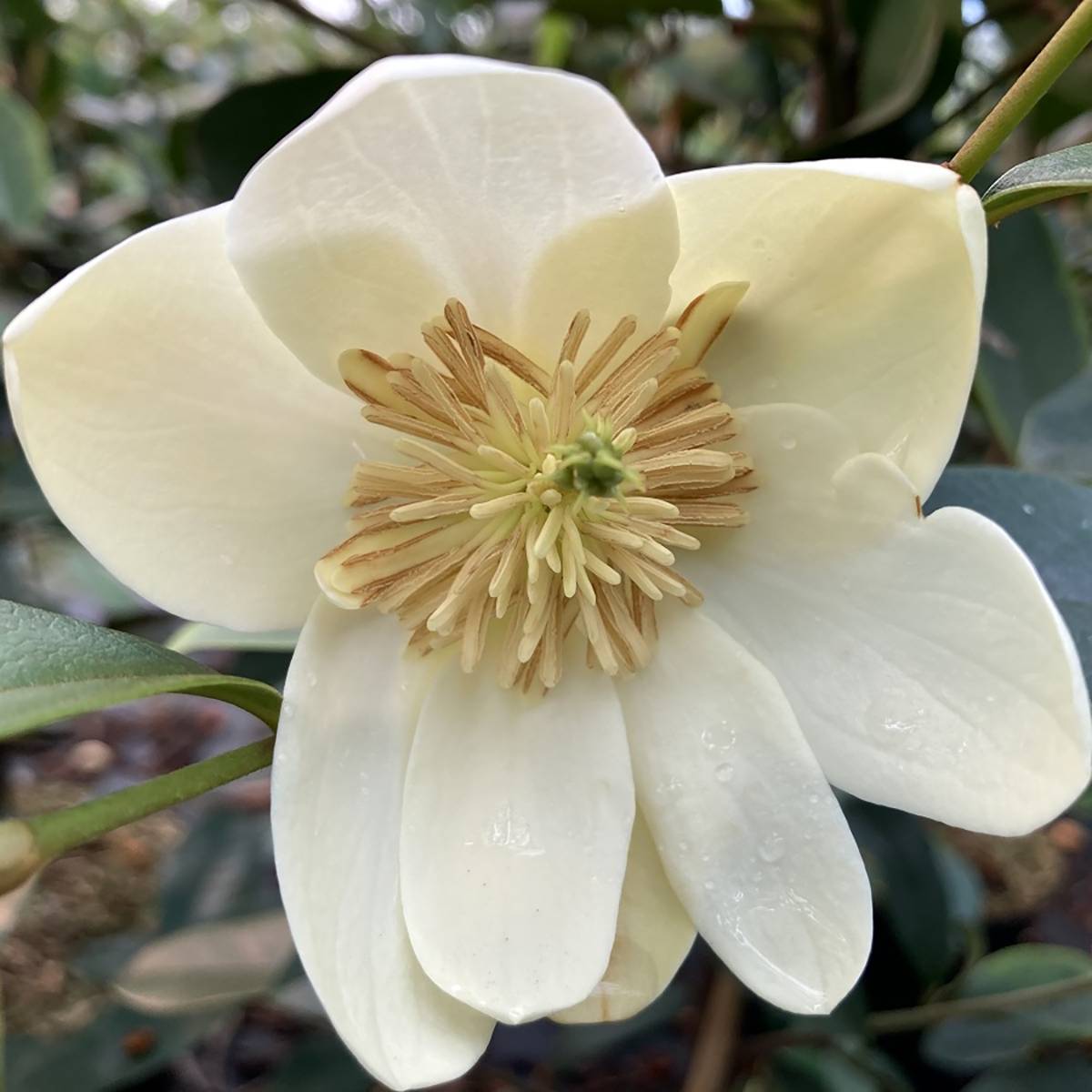Promesse de Fleurs - Magnolia laevifolia Achteraan - Michelia yunnanensis Pot de 4L/5L - Image 1
