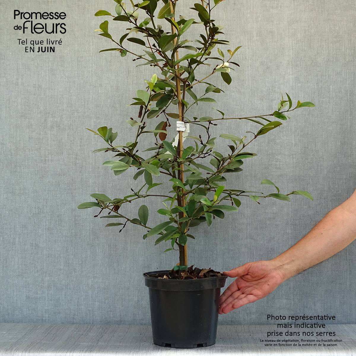 Promesse de Fleurs - Magnolia laevifolia Achteraan - Michelia yunnanensis Pot de 4L/5L - Image 2