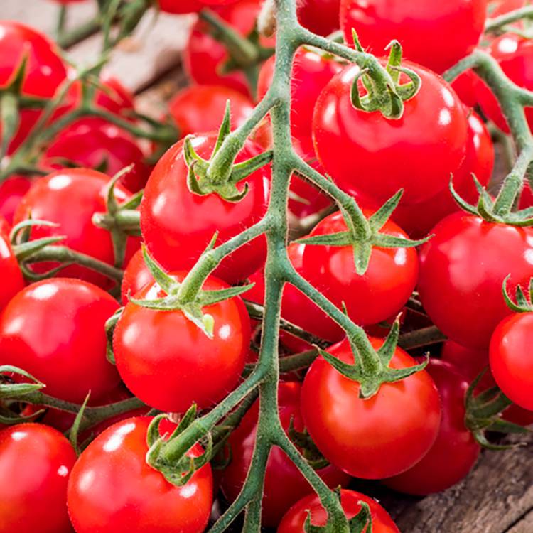 Plant de tomate cerise sweet 100 f1 pot de 0,5 litre - Image 1