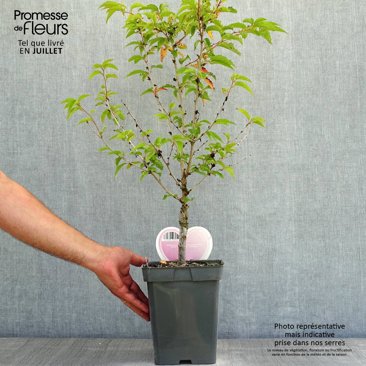 Promesse de Fleurs - Cerisier à fleurs - Prunus nipponica Brillant Pot de 4L/5L, Tige - Image 2