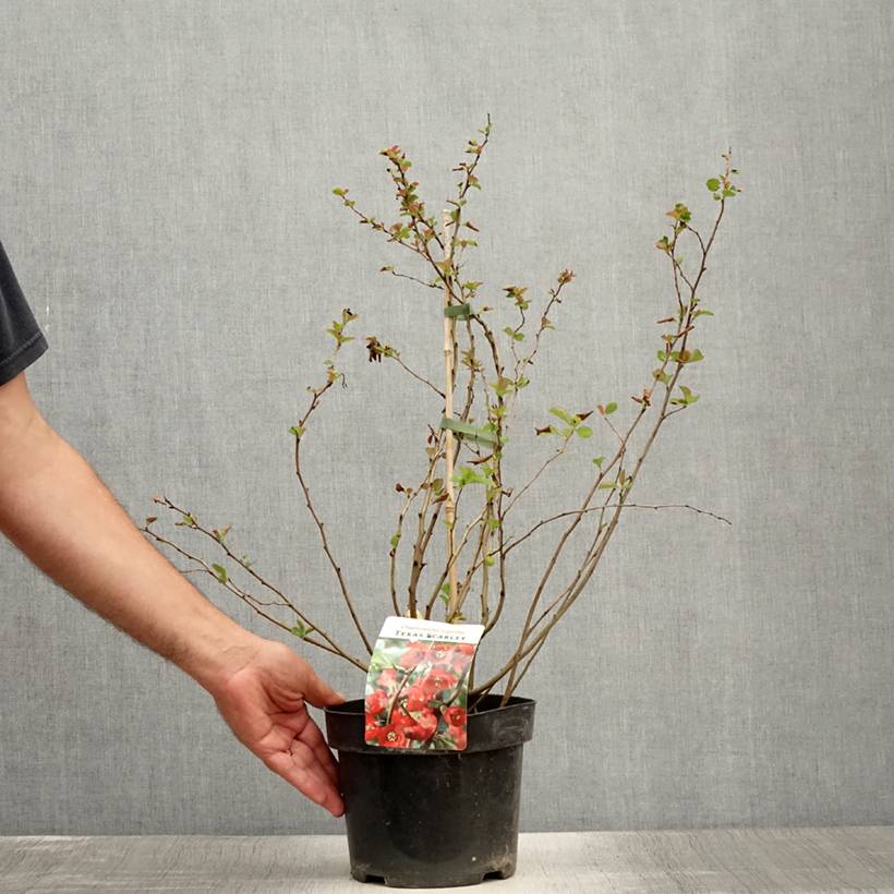 Promesse de Fleurs - Cognassier du Japon - Chaenomeles x superba Texas Scarlet Pot de 2L/3L - Image 2