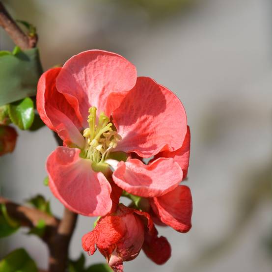 Promesse de Fleurs - Cognassier du Japon - Chaenomeles x superba Texas Scarlet Pot de 2L/3L - Image 1