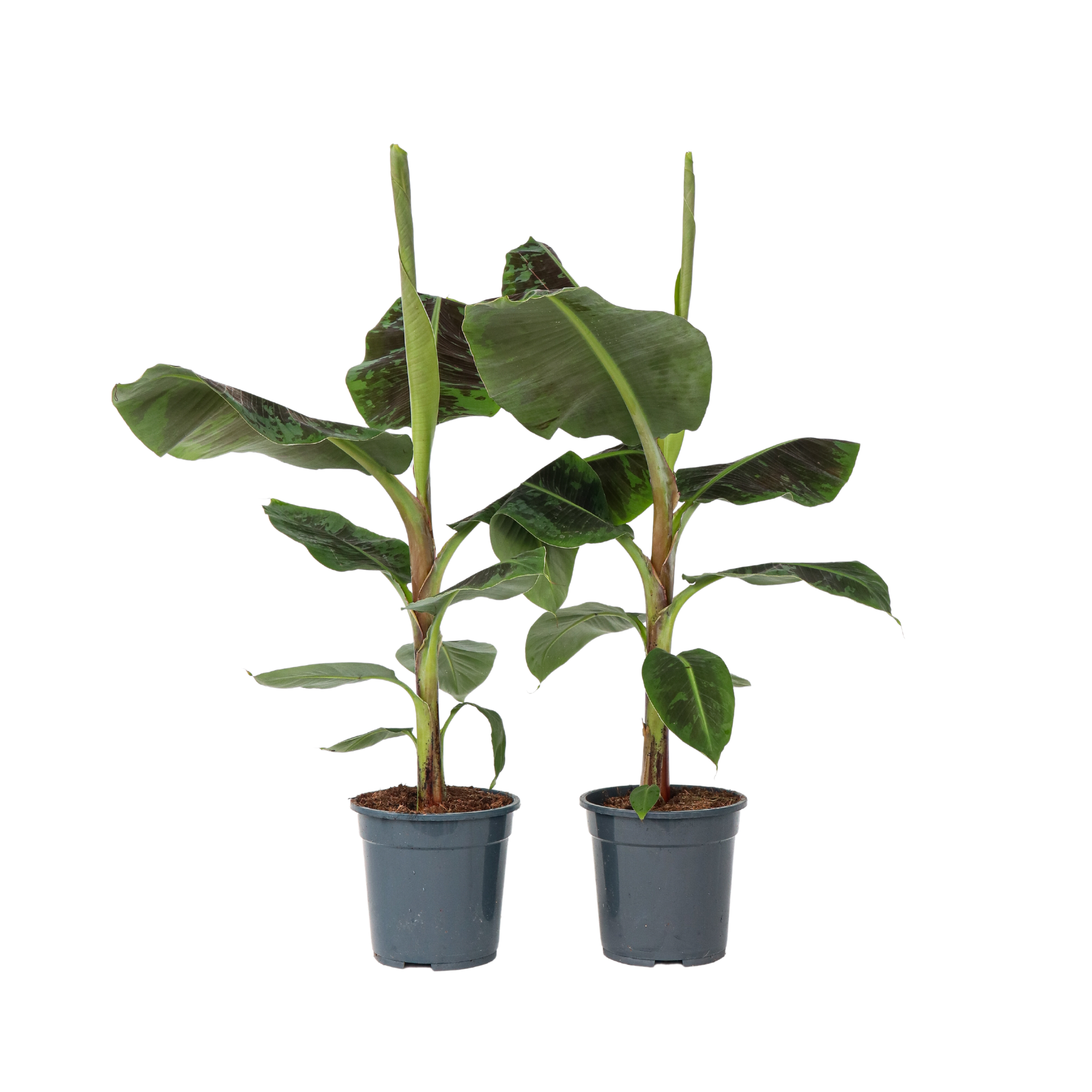 Plant In A Box - Bananaier nain - Set de 2 - Musa 'Dwarf Cavendish' - Hauteur 90-100cm - ⌀21cm - Image 1
