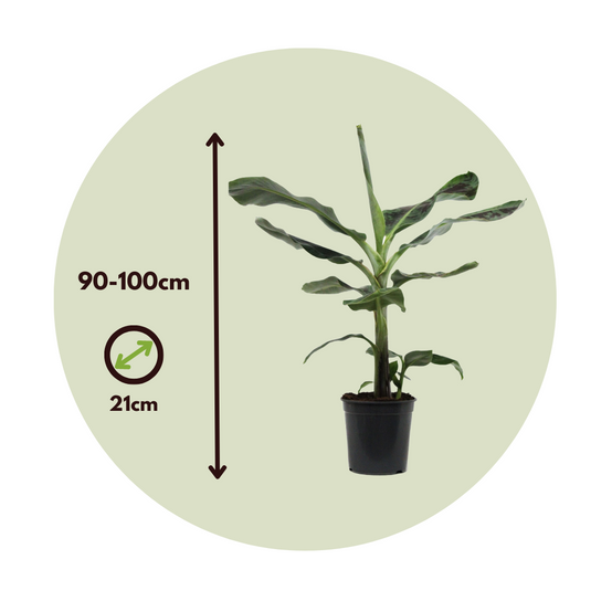 Plant In A Box - Bananaier nain - Set de 2 - Musa 'Dwarf Cavendish' - Hauteur 90-100cm - ⌀21cm - Image 5