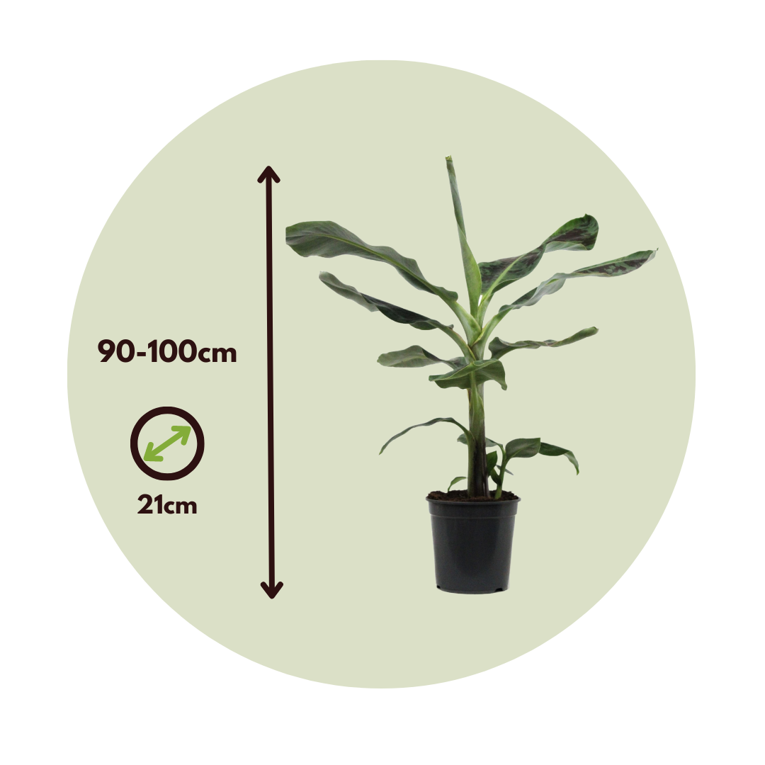 Plant In A Box - Bananaier nain - Set de 2 - Musa 'Dwarf Cavendish' - Hauteur 90-100cm - ⌀21cm - Image 5