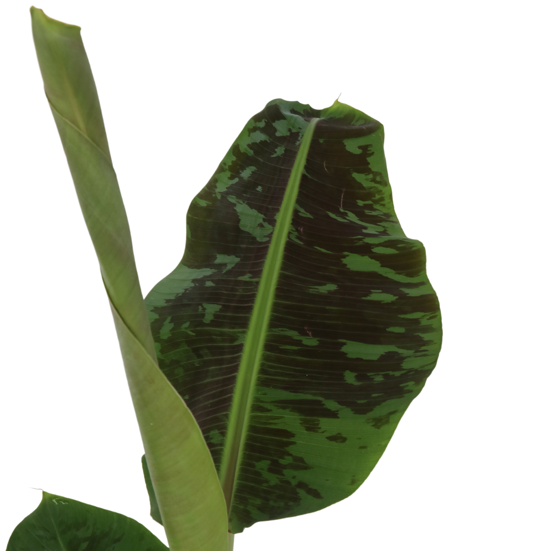 Plant In A Box - Bananaier nain - Set de 2 - Musa 'Dwarf Cavendish' - Hauteur 90-100cm - ⌀21cm - Image 3