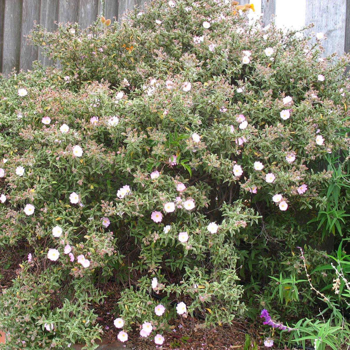 Promesse de Fleurs - Cistus skanbergii - Ciste Pot de 2L/3L