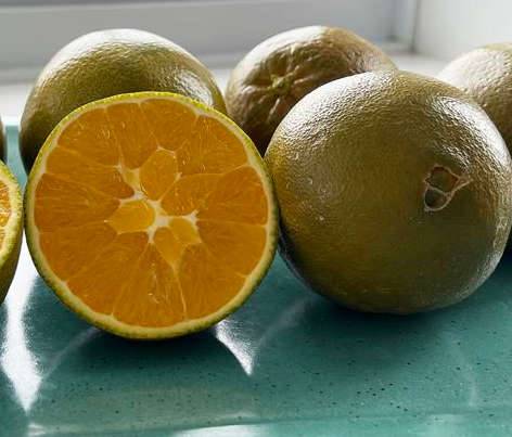 0 - Citrus sinensis var. Navel chocolate (oranger Fruit couleur chocolat très sucré) Pot de 9 litres -140/160 cm