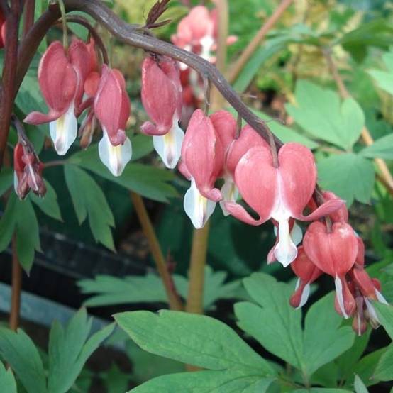 Coeur de Marie Rouge - Dicentra spectabilis Valentine Pot de 2L/3L