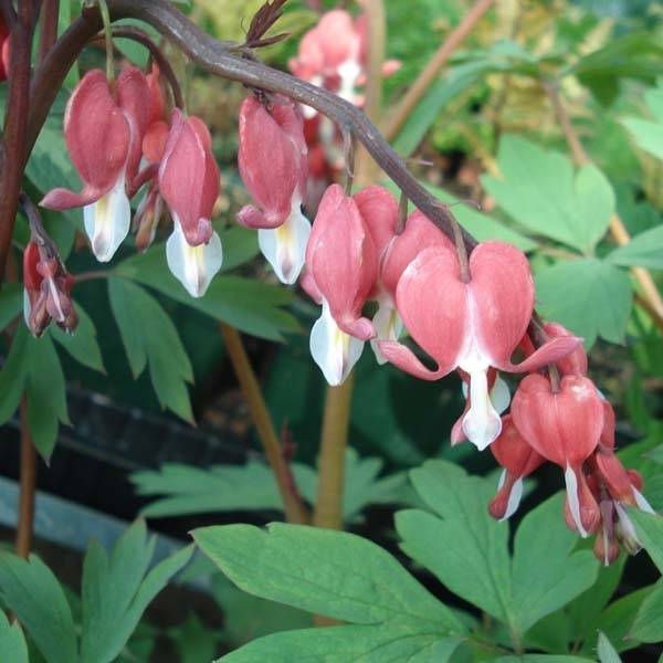 Coeur de Marie Rouge - Dicentra spectabilis Valentine Pot de 2L/3L