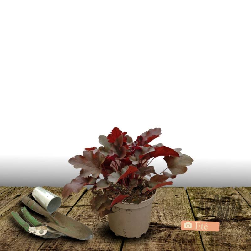 Heuchere Crimson Curl à fleurs Rose/Blanche - feuillage Persistant - Pot de 3L - 20/40 cm - Image 3