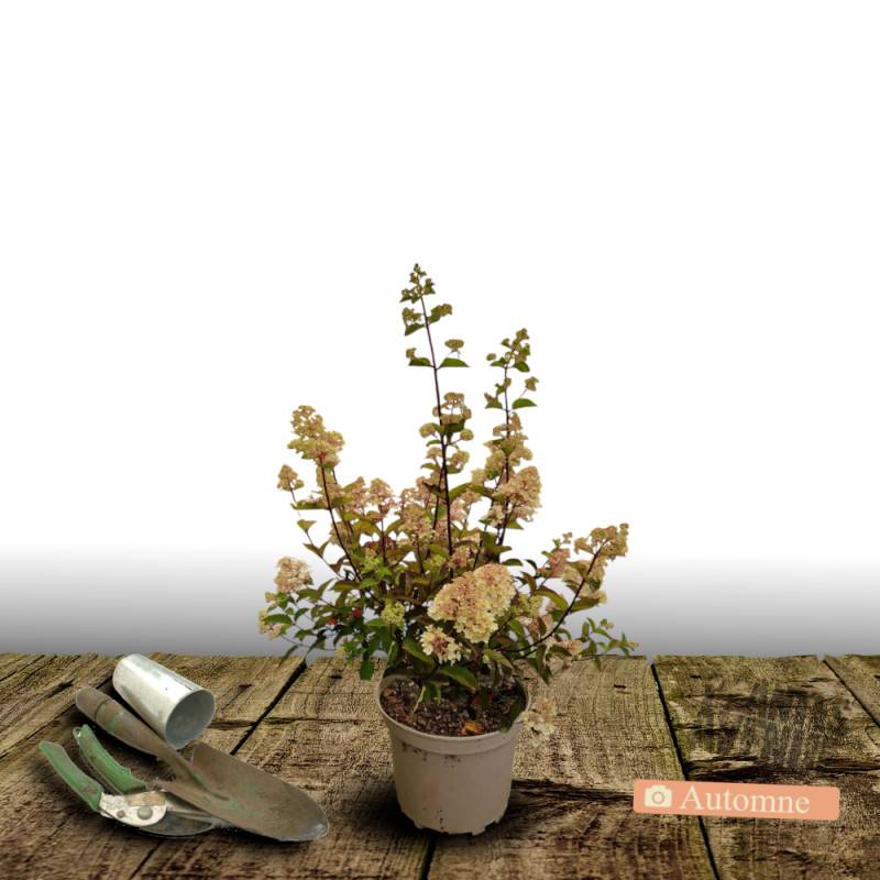 Hortensia paniculata Sundae Fraise® 'Rensun', Hydrangea paniculata à fleurs Rose - feuillage Caduc - Pot de 3L - 40/60 cm-  hauteur à maturité De 1,00 - Image 2