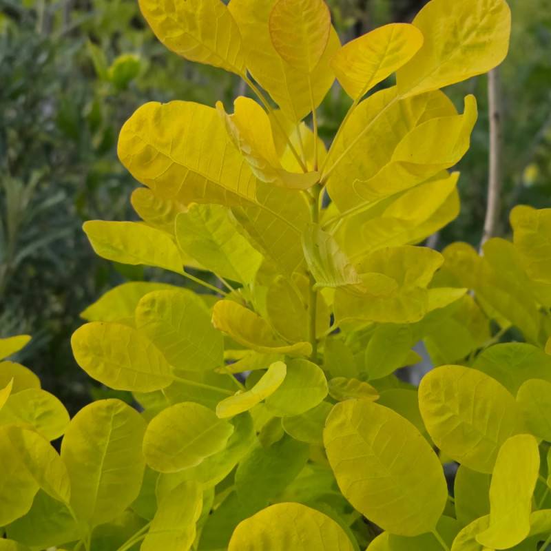 Arbre à perruque Doré  Golden Lady® 'MINCOJAU3', Cotinus à fleurs Blanche - feuillage Caduc - Pot de 3L - 20/40 cm-  hauteur à maturité De 2,50 m à 3, - Image 6