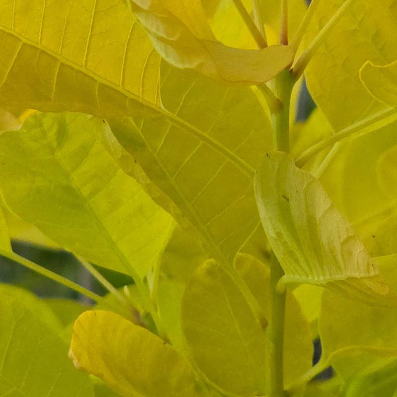 Arbre à perruque Doré  Golden Lady® 'MINCOJAU3', Cotinus à fleurs Blanche - feuillage Caduc - Pot de 3L - 20/40 cm-  hauteur à maturité De 2,50 m à 3, - Image 5