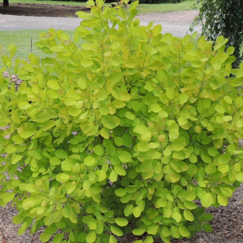 Arbre à perruque Doré Golden Lady® 'MINCOJAU3', Cotinus à fleurs Blanche - feuillage Caduc - Pot de 3L - 20/40 cm- hauteur à maturité De 2,50 m à 3, - Image 1