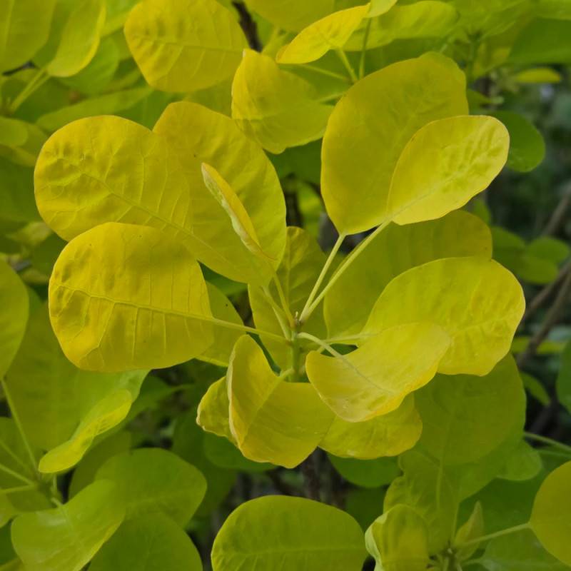 Arbre à perruque Doré Golden Lady® 'MINCOJAU3', Cotinus à fleurs Blanche - feuillage Caduc - Pot de 3L - 20/40 cm- hauteur à maturité De 2,50 m à 3, - Image 7