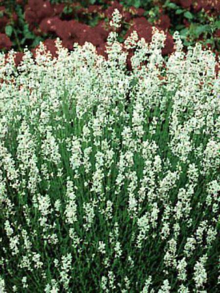 Promesse de Fleurs - Lavande vraie - Lavandula angustifolia Alba Pot de 2L/3L