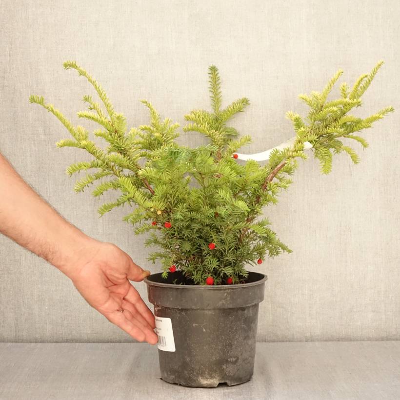 Taxus baccata Elegantissima - If commun Pot de 3L/4L - Image 2