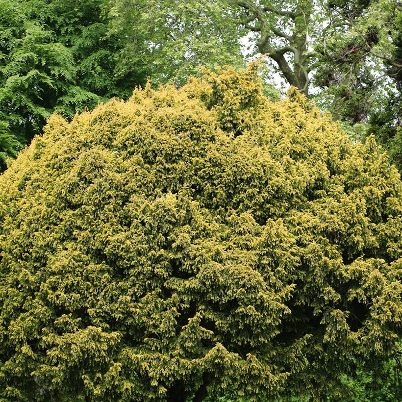 Taxus baccata Elegantissima - If commun Pot de 3L/4L - Image 1