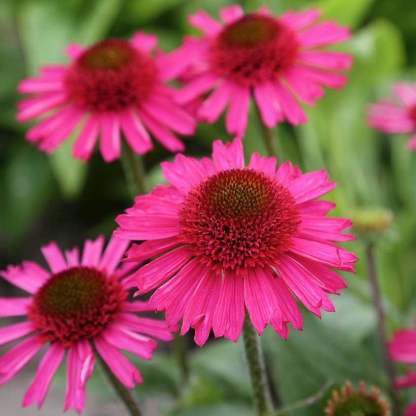 Promesse de Fleurs - Echinacea purpurea Delicious Candy - Echinacée Godet de 8/9 cm