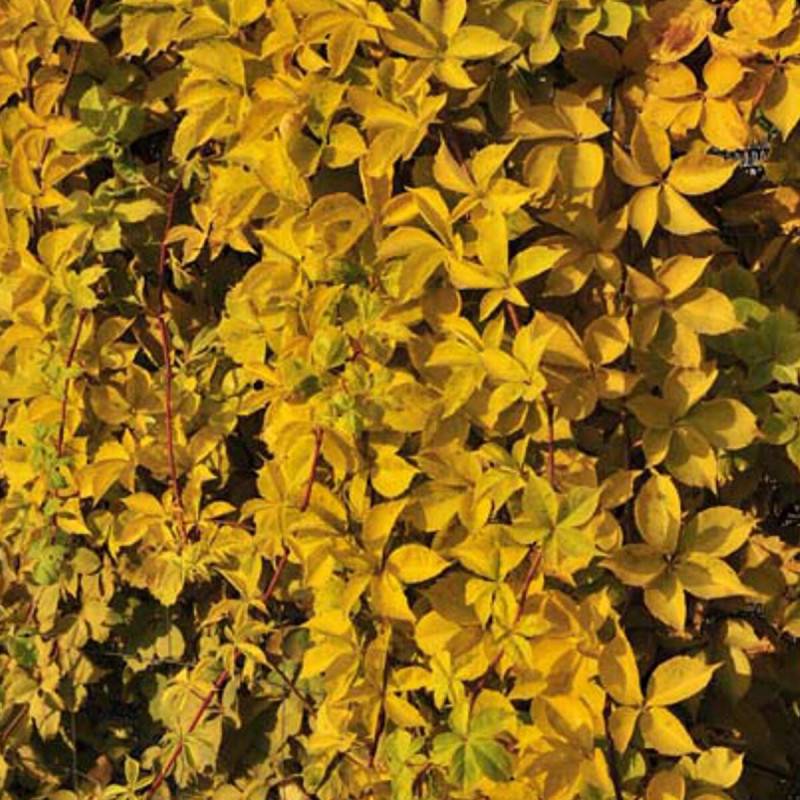 Vigne Vierge quinquefolia Yellow Wall® - Godet - 5/20 cm - Image 2