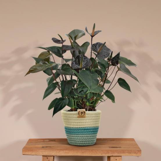 Anthurium andreanum Black Love et son pot- La Green Touch Panier - Hauteur 45cm - Image 2
