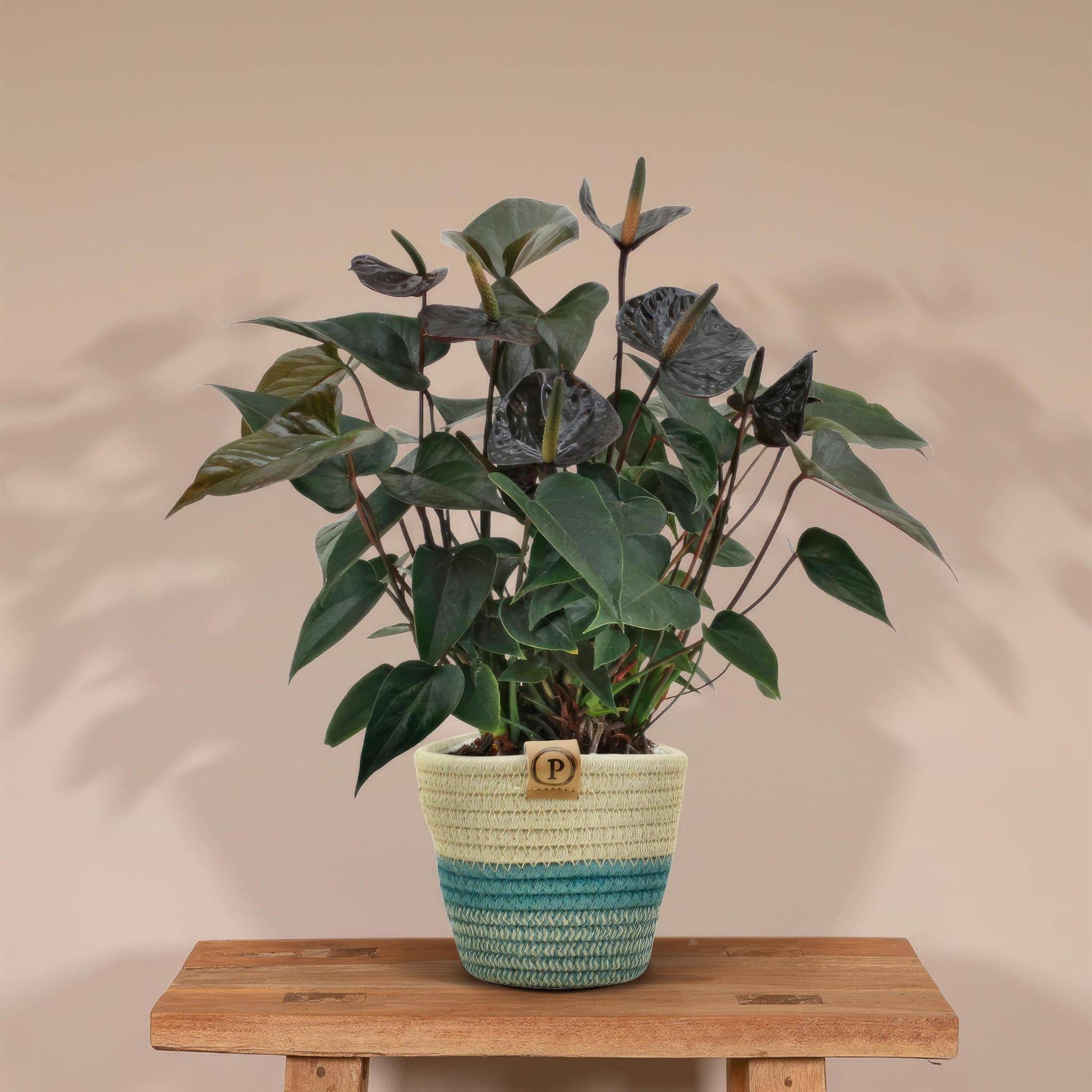 Anthurium andreanum Black Love et son pot- La Green Touch Panier - Hauteur 45cm - Image 2