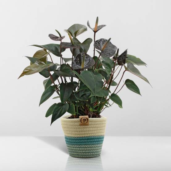 Anthurium andreanum Black Love et son pot- La Green Touch Panier - Hauteur 45cm - Image 6