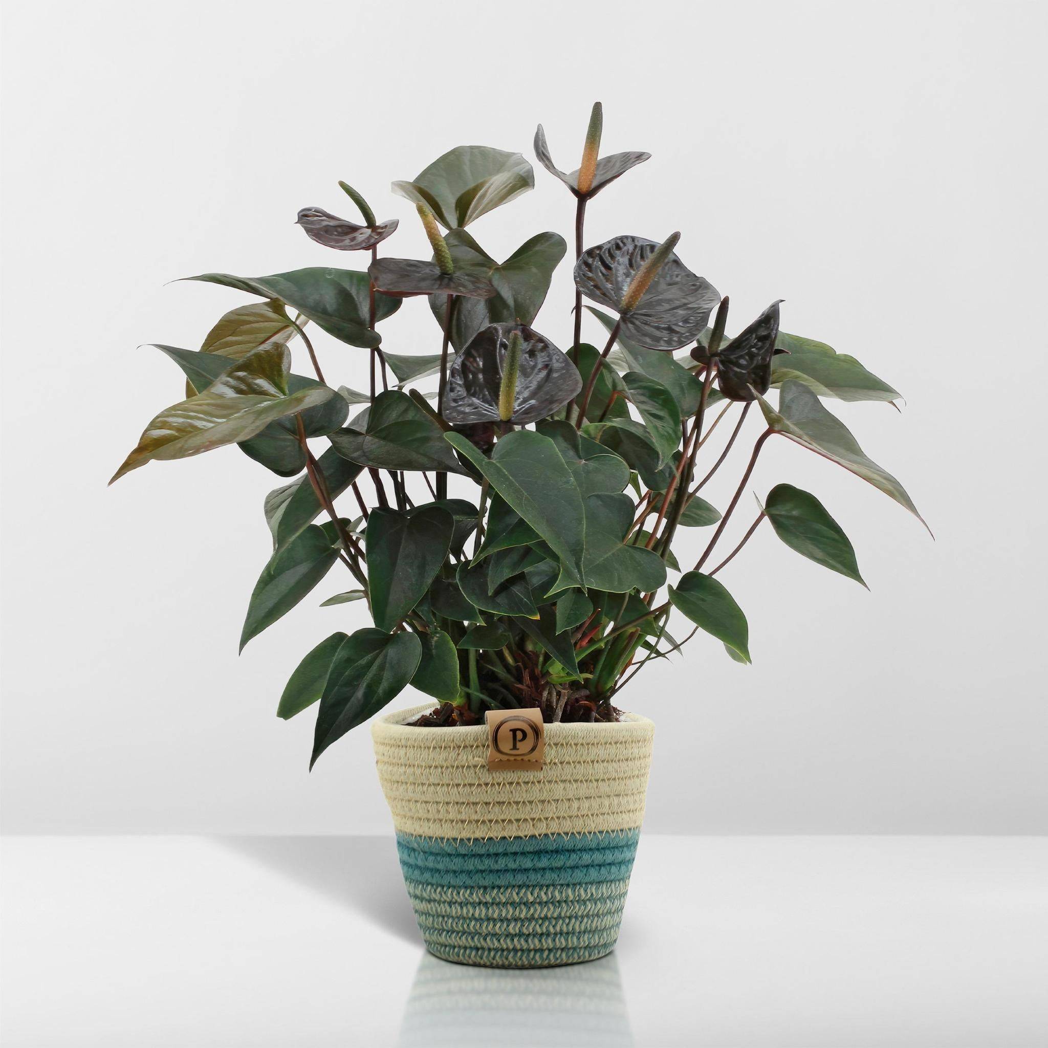 Anthurium andreanum Black Love et son pot- La Green Touch Panier - Hauteur 45cm - Image 6