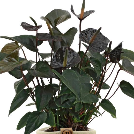 Anthurium andreanum Black Love et son pot- La Green Touch Panier - Hauteur 45cm - Image 3