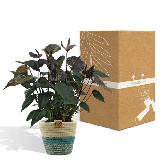 Anthurium andreanum Black Love et son pot- La Green Touch Panier - Hauteur 45cm - Image 5