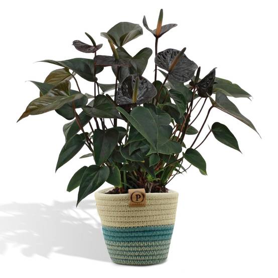 Anthurium andreanum Black Love et son pot- La Green Touch Panier - Hauteur 45cm - Image 1
