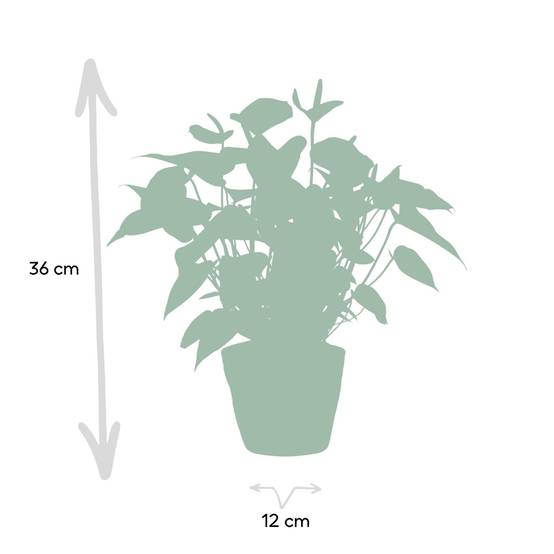 Anthurium andreanum Black Love et son pot- La Green Touch Panier - Hauteur 45cm - Image 4
