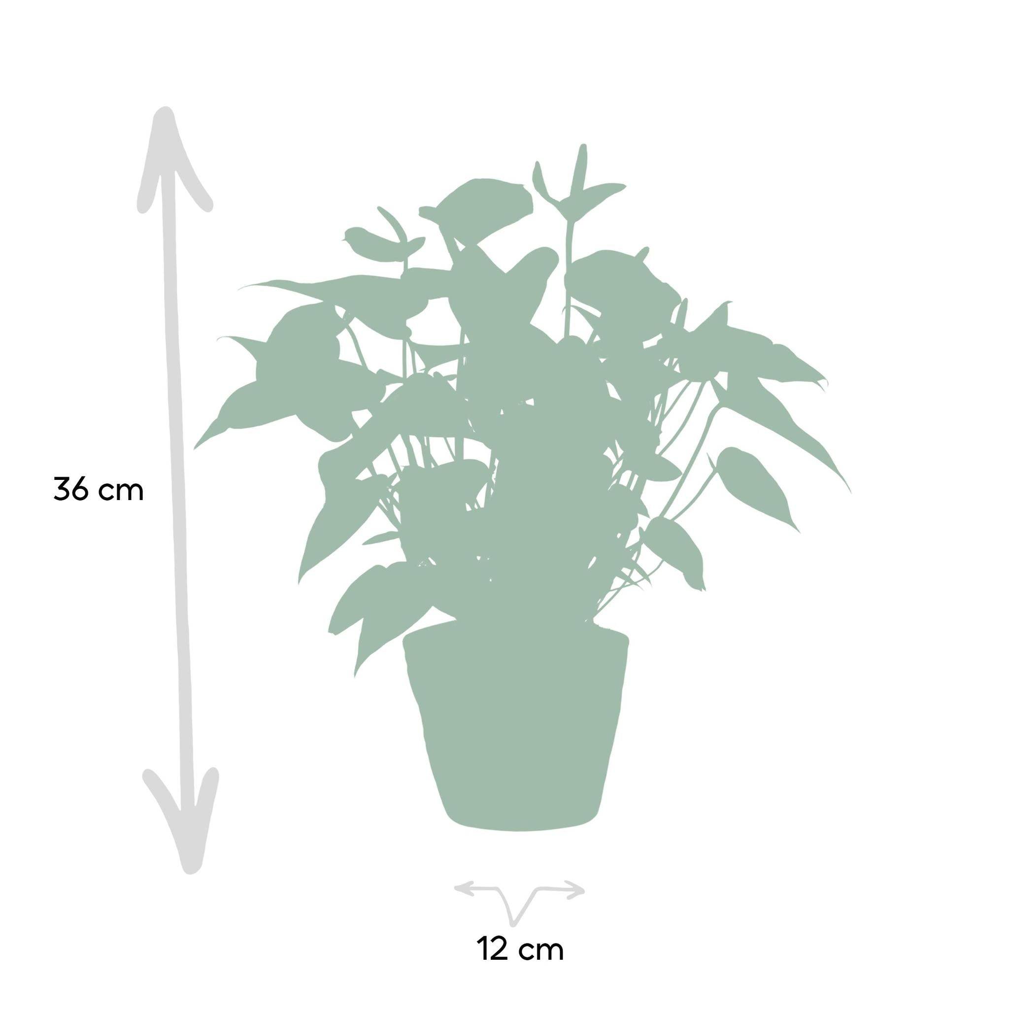 Anthurium andreanum Black Love et son pot- La Green Touch Panier - Hauteur 45cm - Image 4