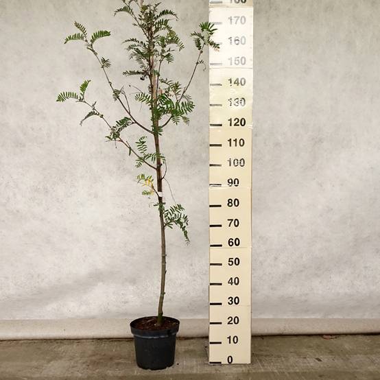 Sorbus scalaris - Sorbier à feuilles de fougère Pot de 7,5L/10L - Image 2