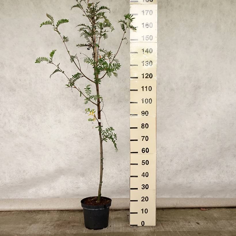 Sorbus scalaris - Sorbier à feuilles de fougère Pot de 7,5L/10L - Image 2