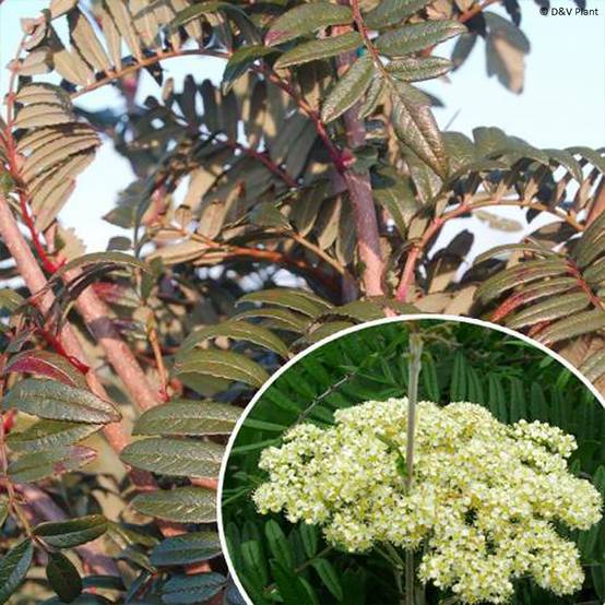 Sorbus scalaris - Sorbier à feuilles de fougère Pot de 7,5L/10L - Image 1