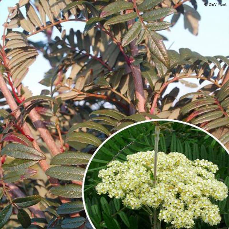 Sorbus scalaris - Sorbier à feuilles de fougère Pot de 7,5L/10L - Image 1