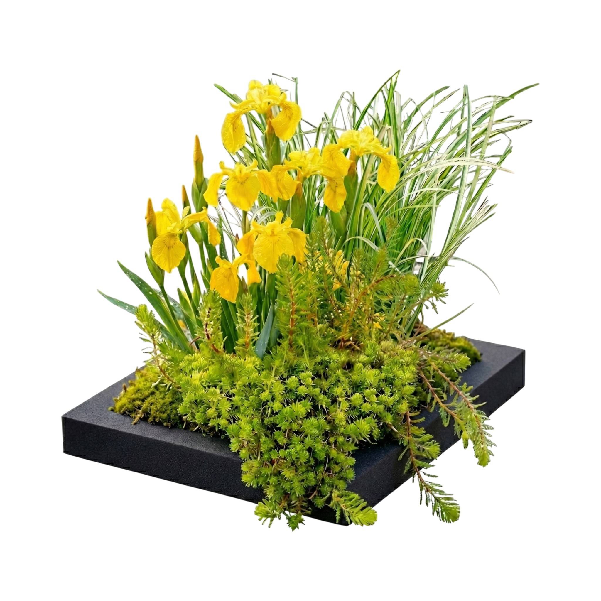 0 - Île Filtrante pour Bassin 25x25 cm - Set Complet avec 4 Plantes