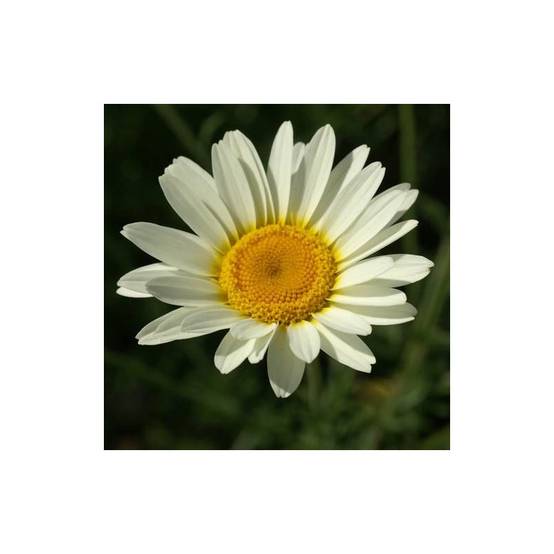 Anthémis des teinturiers Sauce Hollandaise à fleurs Blanche - feuillage Caduc - Godet - 5/20 cm- hauteur à maturité De 0,15 m à 0,50 m - Image 1