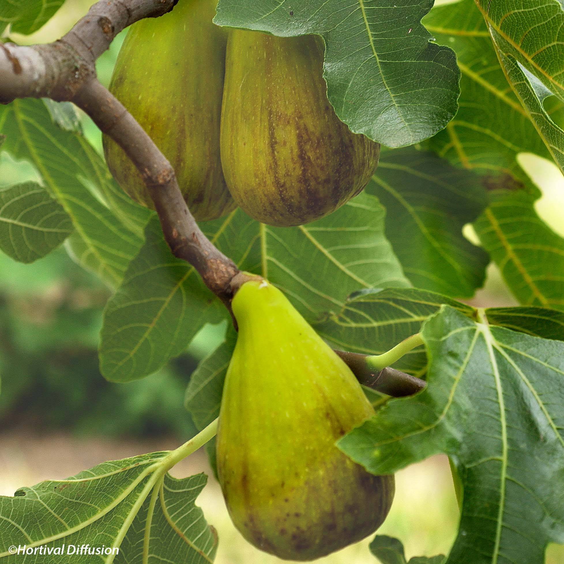 Promesse de Fleurs - Figuier précoce de Dalmatie - Ficus carica Pot de 12L/15L, Demi-Tige