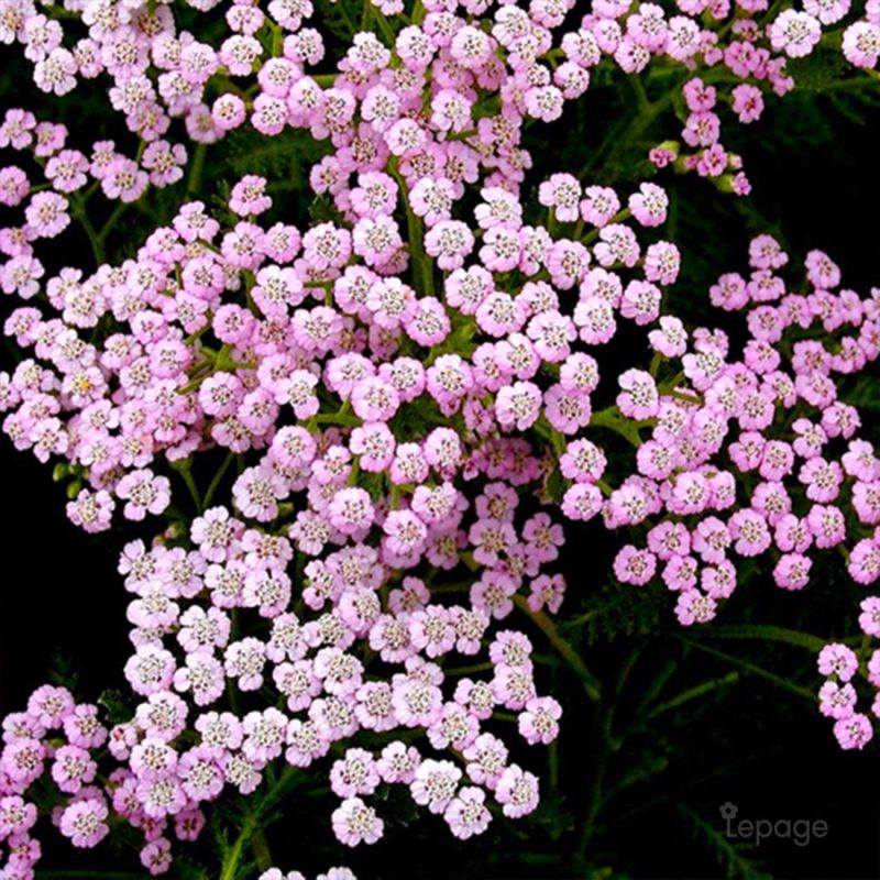3 Achillées Millefeuille 'Lilac Beauty' (Achillea Millefolium) - Lot de 3 vivaces - Pépinières Naudet - Image 1
