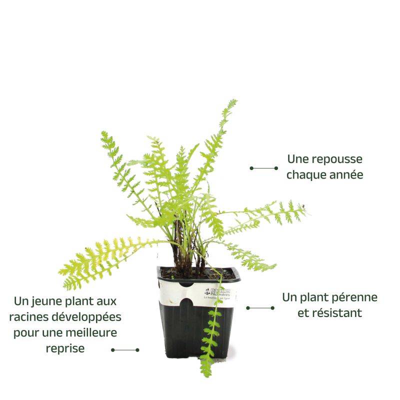 3 Achillées Millefeuille 'Lilac Beauty' (Achillea Millefolium) - Lot de 3 vivaces - Pépinières Naudet - Image 3