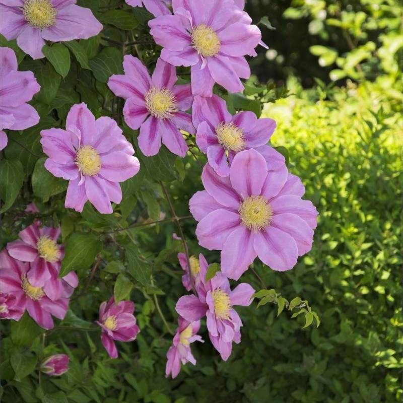 Clématite Pink Beauty à fleurs Rose - feuillage Caduc - Pot de 3L - Echelle bambou 60/120 cm-  hauteur à maturité De 1,50 m à 2,00 m - Image 5