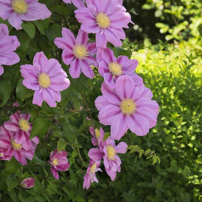 Clématite Pink Beauty à fleurs Rose - feuillage Caduc - Pot de 3L - Echelle bambou 60/120 cm-  hauteur à maturité De 1,50 m à 2,00 m - Image 1