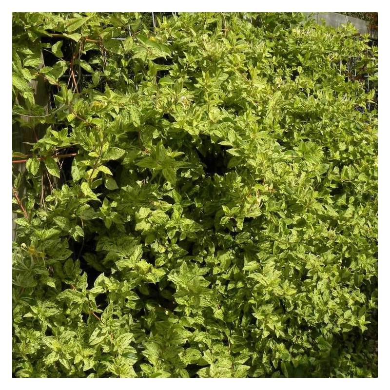 Chèvrefeuille du Japon Mint Crisp® à fleurs Blanche - feuillage Semi-Persistant - Pot de 3L - Echelle bambou 60/120 cm-  hauteur à maturité De 3,00 m - Image 5