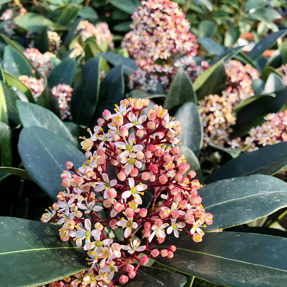 Promesse de Fleurs - Skimmia japonica Rubella Pot de 12 cm / 13 cm