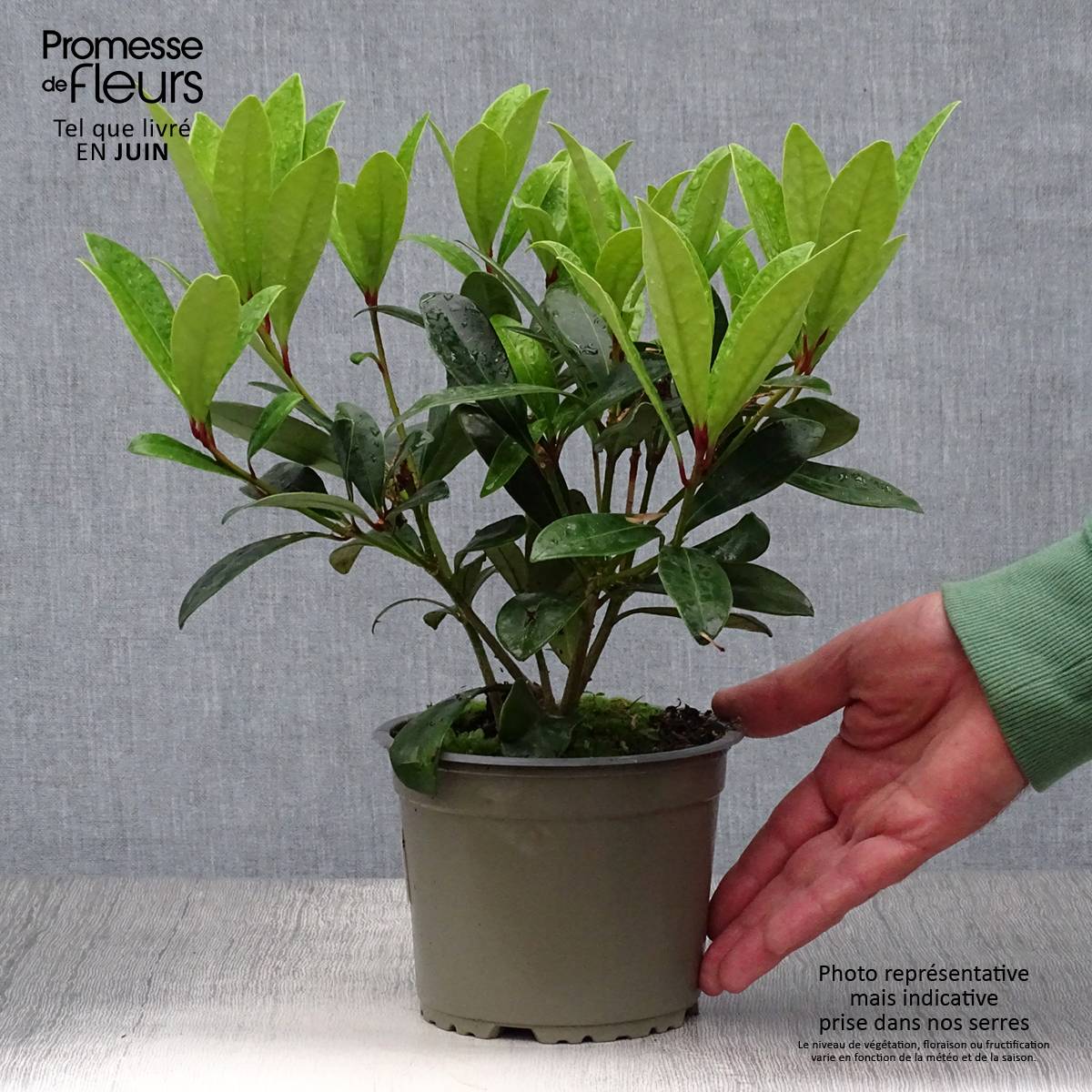 Promesse de Fleurs - Skimmia japonica Rubella Pot de 12 cm / 13 cm - Image 2