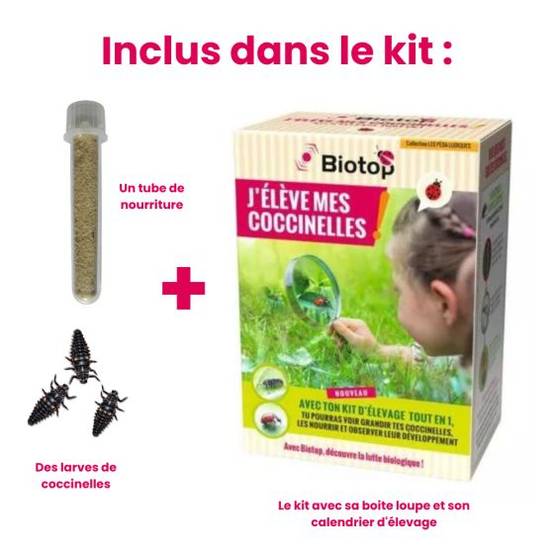 Biotop - Biotop - Kit pédagogique d'élevage de coccinelles Tout-en-1 - Image 2
