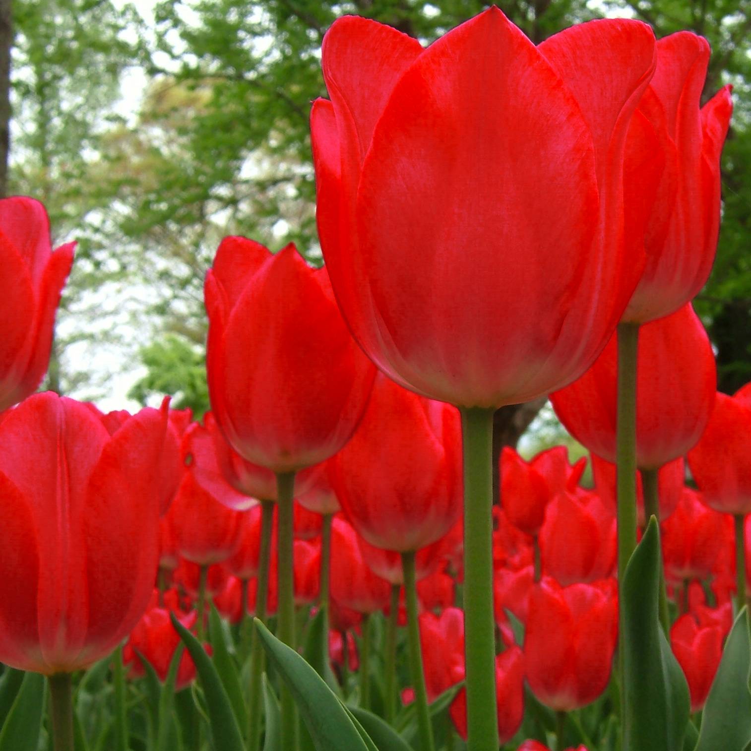 Promesse de Fleurs - Tulipe Darwin Red Impression Bulbe calibre 12+ (par 10)